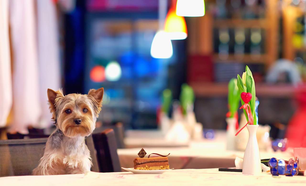Dog Cafes: What Are The Benefits of Visiting One?